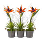 14" Bird of Paradise and Succulent Artificial Arrangement in Trio Metal Planter