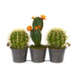 14" Cactus Artificial Plant in Triple Metal Planter