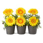 14" Gerber Daisy Artificial Arrangement in Trio Metal Vase