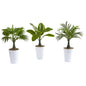 18" Assorted Mini Palm and Banana Artificial Plant in White Planter (Set of 3)