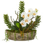 20" Orchid Phalaenopsis and Mix Succulent Artificial Arrangement