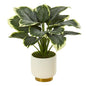 22" Variegated Hosta Artificial Plant in Cream Planter with Gold Base