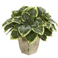 26" Variegated Hosta Artificial Plant in Country White Planter