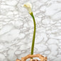 29" Calla Lily Artificial Flower (Set of 6)