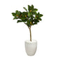44" Magnolia Leaf Artificial Tree in White Planter