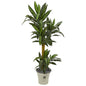 5'Yucca Artificial Plant in Decorative Planter