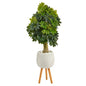 50" Schefflera Artificial Tree in White Planter with Stand (Real Touch)