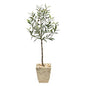 52" Olive Artificial Tree in Country White Planter