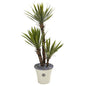 53" Yucca Artificial Tree in Decorative Planter