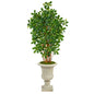 63" Black Olive Artificial Tree in Sand Finished Urn