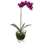 Phalaenopsis Elegance Arrangement