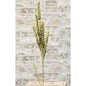 Giant Millet Spray Cream  (Pack of 4)