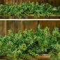 Canadian Pine Garland 9 ft.  (Pack of 4)