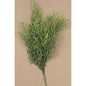 Dill Leaves Bush 15" (Pack of 4)