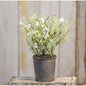 White Lobelia Potted Ornamental Plant (Pack of 2)