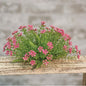 Pink Astilbe Half Sphere 8" (Pack of 2)