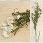 Cream Aster Daisy Spray 28"  (Pack of 4)