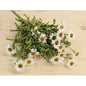 Mini Mountain Daisy Bush Cream (Pack of 4)