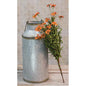 Mini Mountain Daisy Bush Orange (Pack of 4)