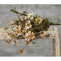 Mini Mountain Daisy Bush Teastain (Pack of 4)