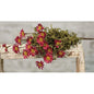 Mini Mountain Daisy Bush Burgundy (Pack of 4)
