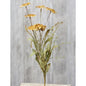 Teastain Wild Daisy Bush (Pack of 4)