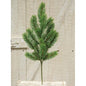 Evergreen Alpine Spray 20" (Pack of 4)
