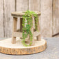 Hanging Angel Fern 11" (Pack of 4)