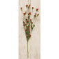Wild Blossom Pick - Burgundy (Pack of 4)