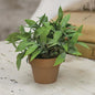 Gatehouse Herb Pot #3 6" (Pack of 4)