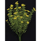 Yellow Astilbe Bush 10.5" (Pack of 4)