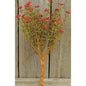 Red Fall Astilbe Bush 10.5" (Pack of 4)