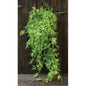 Badium Hanging Bush