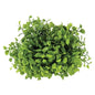 Maidenhair Fern Half Sphere 6-1/2" (Pack of 4)