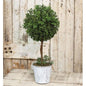 New England Boxwood Topiary 18.25"