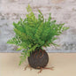 Rooted Fern 11.5" (Pack of 2)