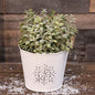 Metal Snowflake Embossed Bucket (Pack of 4)