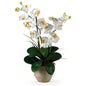 Double Stem Phalaenopsis Silk Orchid Arrangement