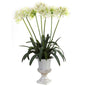 African Lily w/Urn