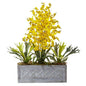 Dancing Lady and Staghorn in Stone Planter