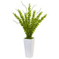 Bells of Ireland in White Planter