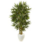 5.5'Bamboo Tree in White Oval Planter