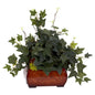 Puff Ivy w/Chest Silk Plant