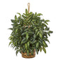 30" Bracken Fern Artificial Plant in Hanging Basket