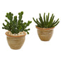 Cactus Succulent Artificial Plant in Ceramic Vase (Set of 2)