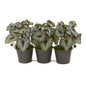 10" Begonia Artificial Plant in Triple Potted Metal Planter