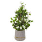 26" Stephanotis Artificial Plant in Stoneware Planter